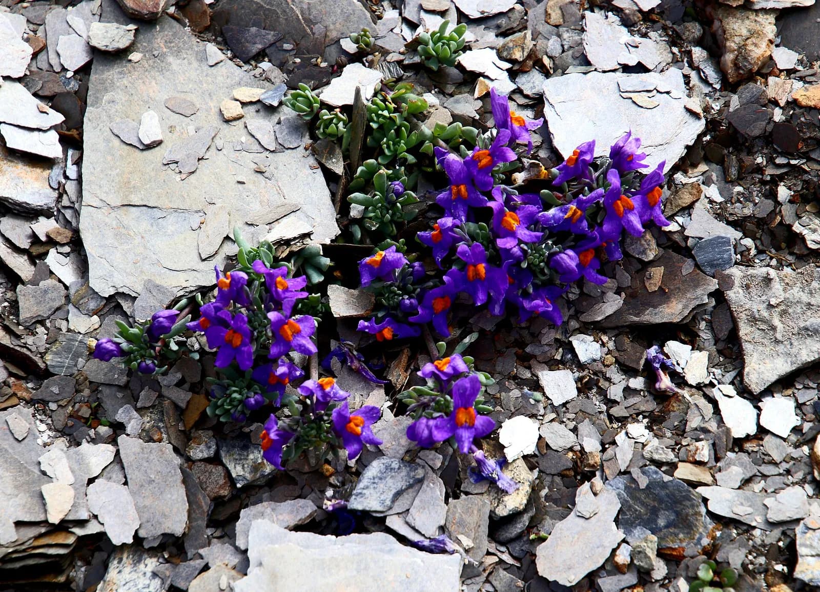 Tour du Mont Blanc — Etappe 11: Les Contamines-Montjoie → Les Chapieux