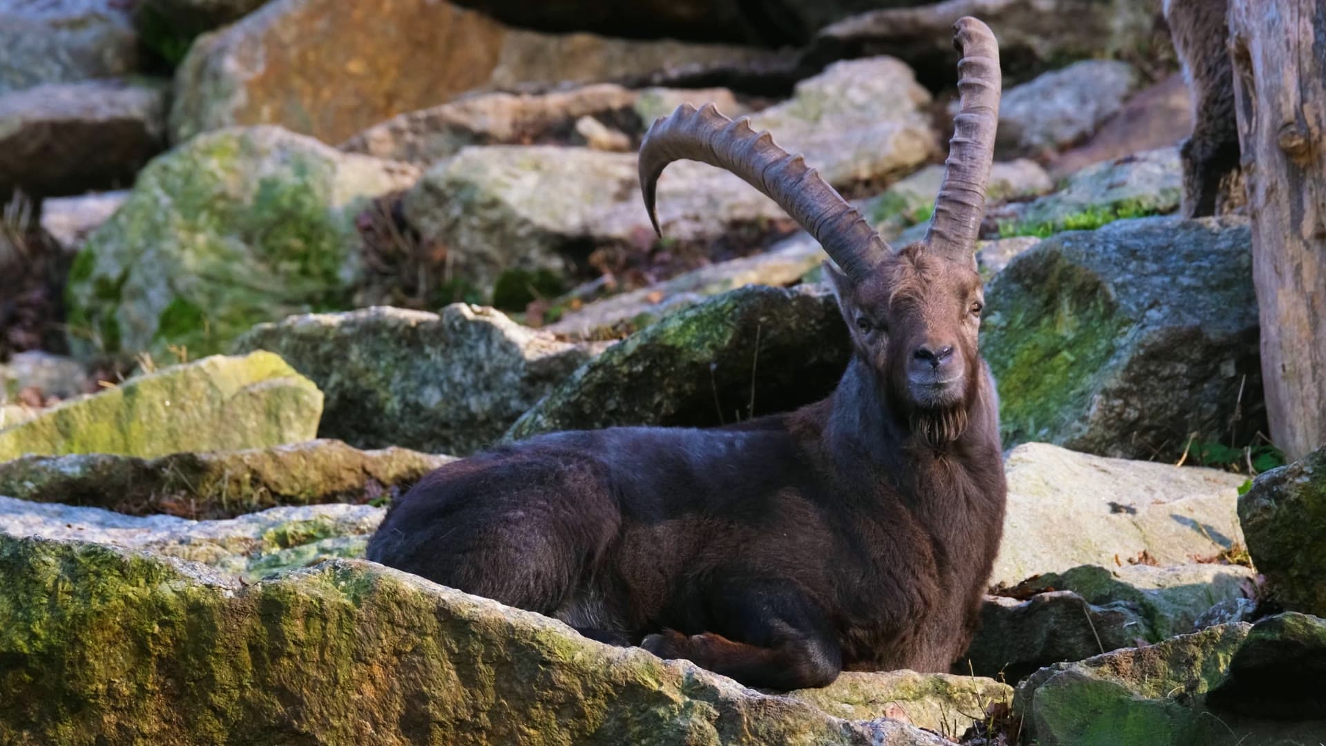 Untouched wild nature — Aosta Valley wildlife and flora