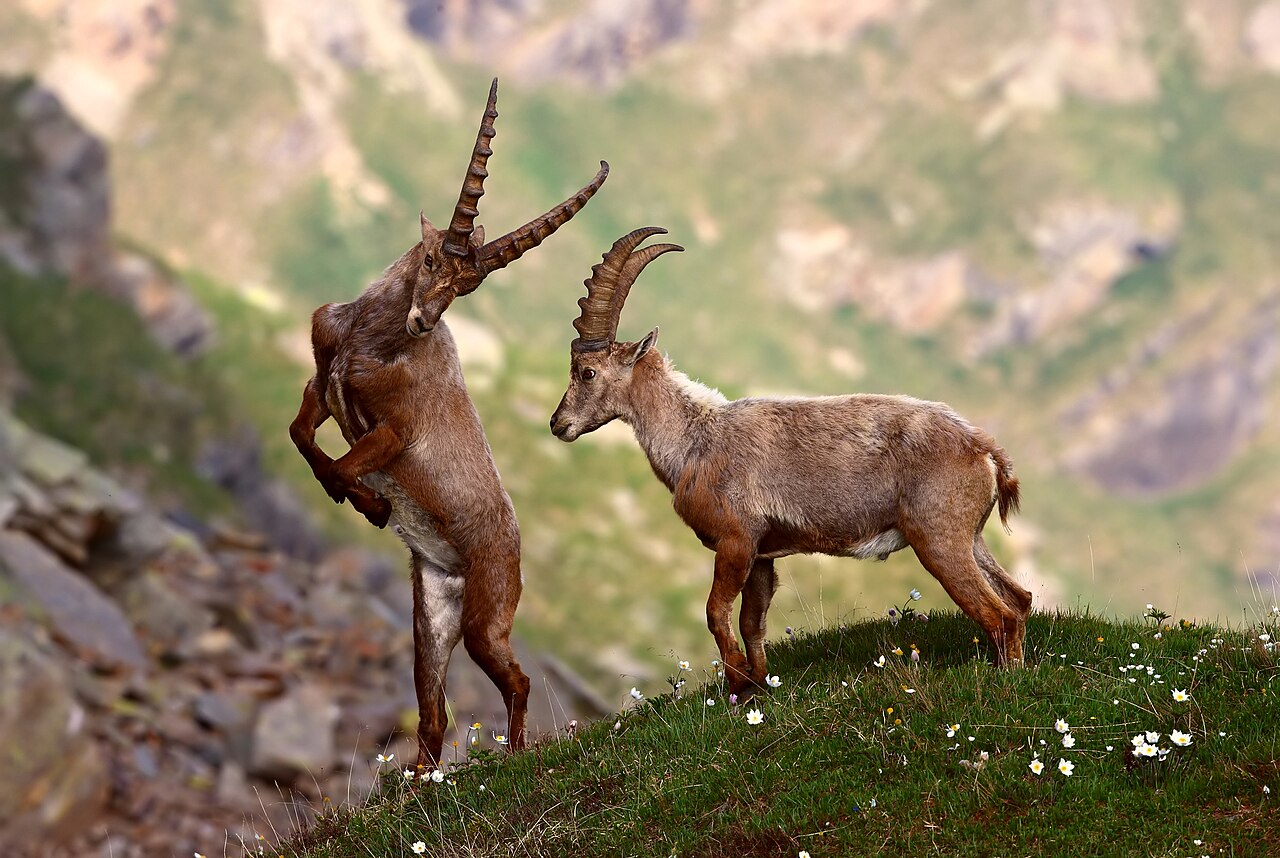 Gran Paradiso Film Festival