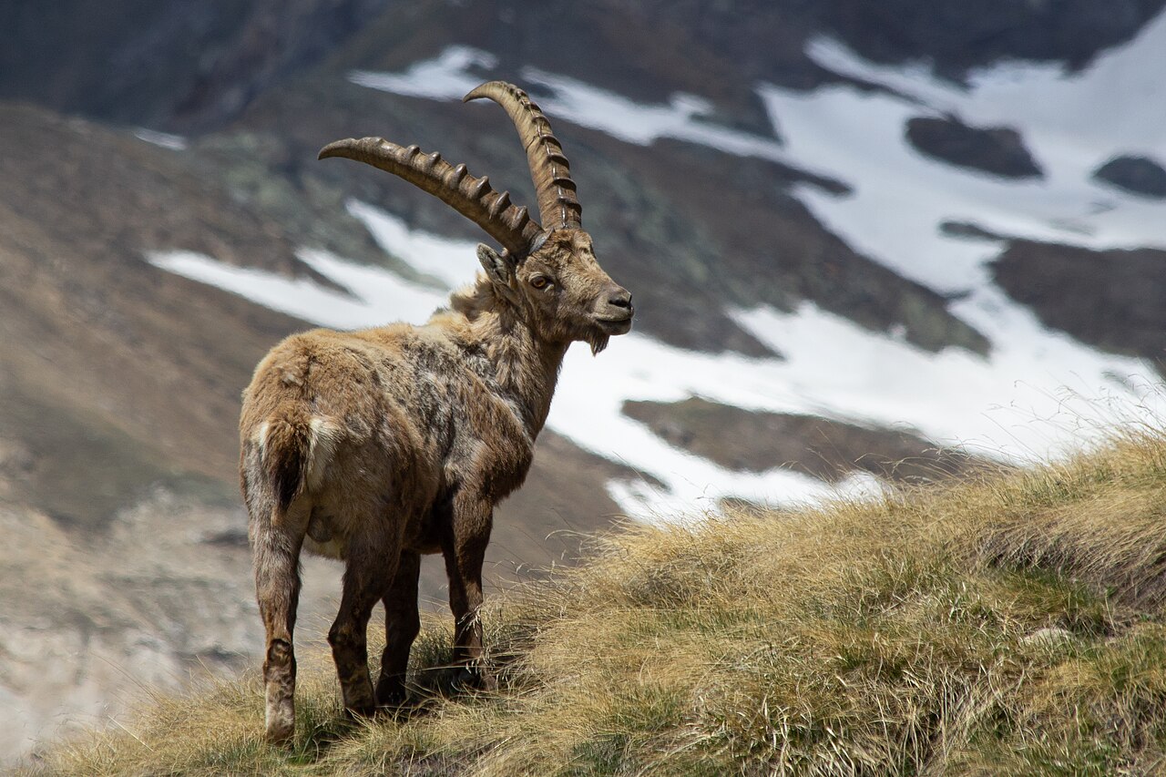 Notti del Parco Gran Paradiso